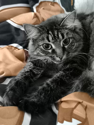 This is a close-up, eye-level, grayscale photograph of a long-haired tabby cat lying on a bed with a patterned duvet. The cat is positioned diagonally in the frame, facing the viewer. Its fur is dark gray with lighter gray and black tabby markings. The cat's large, dark eyes are looking directly at the camera. Its front paws are crossed in front of its chest, and its ears are perked up. The duvet has a pattern of dark gray, white, and a warm beige color. The lighting is soft, creating gentle shadows on the cat's fur and the bedding. There is no indication of the location being in the city of Pskov, Russia.