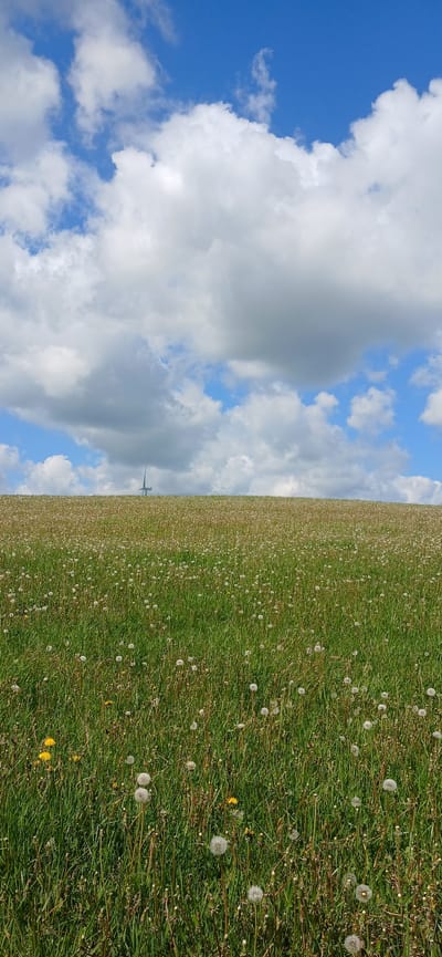 The image shows a field in Butkiškė, Lithuania, filled with dandelions, some with yellow flowers and many with white seed heads. The field is bordered by a bright blue sky with puffy white clouds. In the distance, a tall structure, possibly a tower or mast, is visible on the horizon. The photograph is taken from a low angle, giving the impression of vastness in the field and sky.