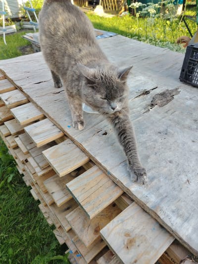 A gray tabby cat is stretching on a stack of wooden pallets outdoors. The cat is in the center of the frame, with its front legs extended forward and its body arched. The cat's fur is a mix of gray and tan. The wooden pallets are stacked horizontally, with some gaps between them. The background is blurred and shows green grass and some white flowers. The scene appears to be in a rural or suburban area, possibly a backyard or a worksite. The image does not provide enough context to determine the specific location in Novaya Prismara, Russia, but the environment suggests an outdoor setting with natural elements and construction materials.
