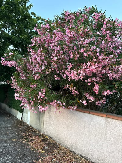 This image depicts a close-up of a vibrant oleander bush with numerous pink flowers, situated in Saint-Orens-de-Gameville, France. The bush is in full bloom and its branches overhang a textured, light-colored stucco wall. A terracotta tile coping caps the wall. To the left of the wall, a narrow, dark asphalt pathway is visible, with fallen leaves and small debris scattered on its surface. Beyond the pathway, a lush green hedge runs along the base of the wall. Behind the oleander, a mature green tree with broad leaves can be seen, reaching towards a clear, pale blue sky. The scene appears to be outdoors, possibly in a residential area or a park, given the presence of the wall, pathway, and vegetation. There are no people or animals visible in the frame.