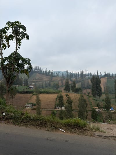 The image captures a panoramic view of the terraced agricultural landscape in Ngadas, Indonesia. In the foreground, a paved road curves away to the left, with a patch of overgrown vegetation and debris along its edge. Dominating the left side of the frame is a large tree with a thick, textured trunk and dark green, fan-shaped leaves; several green fruits hang from its branches.
Beyond the foreground, the scene unfolds into rolling hills covered with meticulously cultivated terraces. The soil in the terraces appears predominantly brown, suggesting tilled fields, with some areas showing green vegetation, possibly crops. Scattered throughout the landscape are numerous tall, slender trees with dark green foliage, interspersed with smaller, bushy trees. Small buildings, including what appears to be a single-story dwelling with a corrugated metal roof, are visible nestled amongst the fields. The sky is overcast with a uniform grey hue. The overall impression is one of a rural, agricultural community situated in a hilly terrain under a cloudy sky.