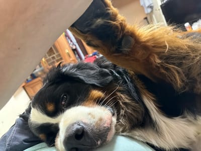 The media file is a close-up shot of a Bernese Mountain Dog lying down, likely indoors. The dog's head is resting on a dark-colored surface, possibly clothing or a bed, with its body extending out of frame. A person's arm or leg, out of focus, is visible at the top left of the image, positioned over the dog. The dog has characteristic tricolor markings: black, white, and tan. Its eyes are open and appear to be looking towards the camera, conveying a relaxed or content emotion. Long white whiskers are prominent on its muzzle. A large, furry paw with dark pads rests on top of the dog's body. In the background, out of focus, are hints of a domestic setting, including furniture that appears to be wooden, possibly a dresser or cabinet, and a glimpse of a dark screen, likely a television. There are also some colorful objects, perhaps fabrics or clothing, draped in the background. The lighting suggests an indoor environment, possibly during the day. There is no visible text in the image. The overall impression is one of intimacy and comfort between the dog and its owner.