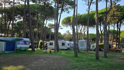 The image depicts a campsite nestled among tall pine trees, characteristic of a Mediterranean location. The scene is set in San Michele al Tagliamento, Italy. Sunlight filters through the trees, suggesting it is daytime, likely late afternoon given the warm, soft light. The weather appears to be pleasant and clear, with a bright blue sky visible in the background.

Several recreational vehicles are parked in the campsite. On the left, a caravan is partially covered by a green awning. Further into the scene, a row of caravans and a camper van are arranged. One caravan has a graphic of Germany on its rear. An orange van is parked on the right side of the image, in front of a building with a tiled roof. Two people are visible sitting near a table between the camper van and the orange van, appearing relaxed.

The ground is covered with a mix of dirt and grass, with some areas of fallen pine needles. The overall atmosphere of the image is peaceful and serene, conveying a sense of holiday leisure and tranquility. The dense pine forest creates a natural, shaded environment for the campers. No significant text is clearly legible within the image, apart from what appears to be a license plate on the orange van.