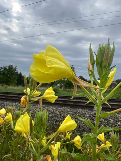 A close-up, eye-level shot captures a cluster of yellow evening primrose flowers in bloom, with visible water droplets on their petals, suggesting recent rain. The flowers are in the foreground, with a main stalk of buds and blossoms dominating the right side of the frame. Behind the flowers, a gravel train track stretches horizontally, bordered by greenery and trees in the background. Overhead, thick, cloudy skies are visible with some sunlight breaking through. The scene appears to be set in an outdoor environment, possibly along the railway line in Moosburg, Germany. No people or animals are present in the image.