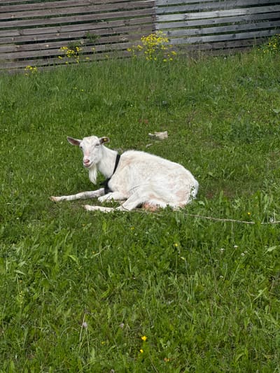 A white goat with a black collar is lying down in a grassy field. The goat is facing to the left and looking towards the camera. In the background, there is a wooden fence and some yellow flowers. The scene appears to be in a rural or semi-rural area, potentially in the village of Pastukhovo, Russia, given the context. The grass is green and appears to be cut at various lengths, with some weeds and small flowers interspersed. The goat is resting comfortably on the ground, with its legs tucked underneath it.