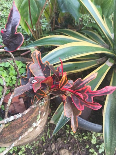 The image presents a close-up outdoor scene of botanical subjects located in Dogsenang Gorphoog, Bhutan. The central focus is a Croton plant (Codiaeum variegatum) displaying numerous leaves with prominent dark reddish-purple, green, and vibrant red-orange coloration, particularly along their margins and featuring lobed shapes. A weathered branch, heavily encrusted with white and light green lichen, extends diagonally from the lower-left towards the center of the frame. In the background, a plant consistent with a Dracaena trifasciata 'Laurentii' (snake plant) is visible, characterized by its upright, stiff leaves exhibiting green coloration with distinct yellow longitudinal stripes. The immediate ground consists of dark, moist soil interspersed with small green ground cover plants. A partial view of a dark grey plastic plant pot is discernible in the lower-right quadrant, while a larger, light brown, cylindrical object, possibly a log or weathered pot, also featuring lichen, occupies the lower-left. No human figures or active elements are present in the scene.