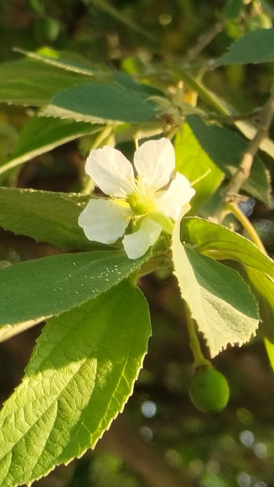 This is a close-up, vertical, eye-level shot of a single white flower with five petals. The flower is in focus and is positioned slightly left of center. It has yellow stamen. The flower is surrounded by vibrant green leaves, some of which are in sharp focus and others are blurred in the background. There is a small, unripe green fruit hanging from a stem below and to the right of the flower. The lighting suggests it is either early morning or late afternoon, with warm sunlight illuminating the scene. The background is a soft blur of greens and browns, indicating a natural outdoor setting. The image does not depict any people, specific landmarks, or any context to indicate a location in Cotentung, Indonesia.