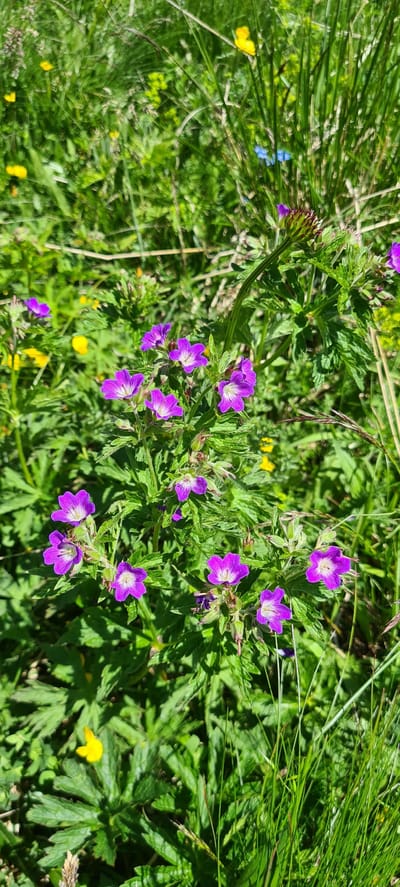 In Sëlva - Wolkenstein - Selva di Val Gardena, Italy, a close-up, ground-level shot focuses on a cluster of small, vibrant purple flowers with white centers, nestled amongst lush green foliage and tall blades of grass. Some yellow wildflowers are visible in the background, interspersed with more greenery, suggesting a meadow or natural, uncultivated area. The lighting indicates it is daytime, with sunlight creating distinct shadows on the leaves. There are no people or animals present in the frame. The overall scene depicts a natural, floral landscape.