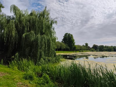 This is a medium shot photograph of a park landscape in Stendal, Germany, on a cloudy day. In the foreground, tall green grasses and reeds grow along the edge of a body of water. To the left, a large weeping willow tree dominates the scene with its long, drooping branches. The body of water, likely a pond or lake, is partially covered with a light green algae bloom. Several swans and cygnets are visible swimming in the water. In the background, a line of trees forms a natural border, and beyond that, buildings and more trees can be seen. The sky is filled with a mixture of white and gray clouds, suggesting overcast conditions. The overall impression is a tranquil natural setting within an urban environment.