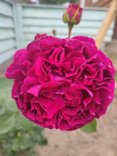 The image is a close-up, vertical shot of a vibrant fuchsia-colored rose in full bloom. The rose is the primary subject, filling most of the frame with its densely packed, ruffled petals. Its color is a rich, deep pink that appears almost velvety. A single rosebud, also fuchsia but with hints of green sepals, is visible in the upper right portion of the image, slightly out of focus.
The background is softly blurred, suggesting an outdoor setting. A light blue-green fence, constructed of horizontal planks, runs across the upper portion of the image. To the right of the fence, a blurred wooden post or stake is visible. Green foliage, likely rose leaves, is present in the lower left of the frame, also out of focus. The ground in the background appears to be a sandy or earthy color.
There are no people or animals present in the image. The focus is entirely on the rose and its immediate surroundings. The lighting suggests it is daytime, possibly morning or late afternoon, with soft natural light illuminating the flower. The overall mood conveyed is one of natural beauty and delicate elegance. No text is visible in the image. The location context indicates Kvitneve, Ukraine.