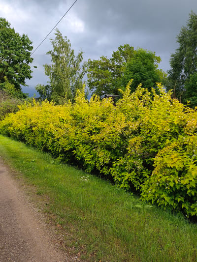 The image depicts a natural scene along a dirt path, bordered by a lush green grassy area and a vibrant yellow-green hedge of flowering bushes. In the background, several trees with dense foliage are visible, with a dark, cloudy sky overhead, suggesting overcast weather. A thin black wire stretches across the upper portion of the image. The scene appears to be in a rural or semi-rural setting, possibly on the outskirts of Brodi, Latvia, given the natural vegetation and open space. There are no people or animals visible in the frame.