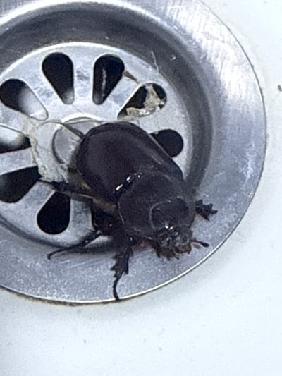 A close-up, high-angle shot captures a dark, shiny beetle situated in the metal drain of a sink. The beetle's body is segmented, with visible legs and antennae. Debris, possibly hair and grime, is present in the drain around the beetle. The sink appears to be made of stainless steel, with visible scratches and a white countertop surrounding the drain area. The lighting is direct, creating reflections on the beetle's carapace and the metal surfaces. The scene is devoid of human presence or any contextual clues relating to the city of Golubovići, Montenegro.