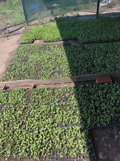 The image shows rows of young seedlings in a nursery or greenhouse. The seedlings are planted in black trays with multiple compartments, which are arranged on the ground. There is a mesh covering overhead, likely for shade or protection. The ground appears to be dirt and gravel. Several red bricks are visible, some under a wooden plank that separates sections of the seedlings. In the background, there is green vegetation and what appears to be part of a structure. The scene is well-lit, indicating daytime. The overall impression is one of agricultural activity, focusing on the early stages of plant growth. The location is specified as Preobrazhenskoye, Russia.
