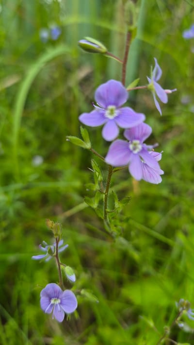 A close-up, shallow depth of field photograph showcases a cluster of delicate, light purple flowers with five petals each, blooming on slender green stems amidst lush green grass. Several flower buds, a lighter shade of purple with green tips, are also visible, some partially unfurled. The background is a blur of green foliage, suggesting a natural, outdoor setting. The image composition emphasizes the intricate details of the flowers, with their fine veins and soft texture. The overall impression is one of natural beauty and tranquility. This scene is consistent with the natural flora found in the parks and green spaces within the city of Dagda, Latvia.