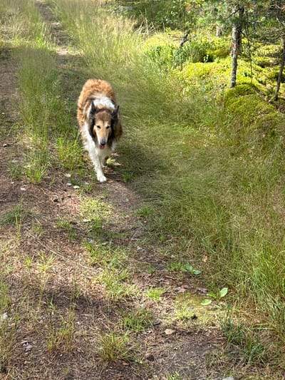 A medium-sized dog with tan and white fur is walking on a dirt path through a grassy area. The dog is facing the camera with its tongue slightly out. The path is surrounded by tall grass and some trees. The ground is covered in dry leaves and pine needles. The scene appears to be in a forest or wooded area. The location is not specified within the image or accompanying text.