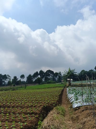 An agricultural landscape in the city of Nam Sa Lat, Myanmar, is depicted under a partly cloudy sky. The foreground and midground consist of cultivated fields separated by a narrow dirt path running from the lower center towards the mid-right. To the left of the path, rows of young green plants, approximately 15-20 cm tall, grow in dark brown soil. To the right of the path, another field displays rows of plants covered with reflective silver plastic mulch film, with a trellis system of vertical bamboo stakes. A single banana tree with large green leaves is prominently positioned beside the path in the mid-right. Behind the banana tree and further back on the right, a small structure with a light-colored roof is visible amidst other vegetation. The background features a dense line of dark green trees, primarily conifers, forming the horizon. The sky occupies the upper half of the image, showing large white and grey cumulus clouds interspersed with patches of light blue sky. No individuals or active interactions are present in the scene.