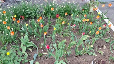 A garden bed in Kotelnich, Russia, is filled with blooming tulips and daffodils. The tulips are predominantly orange and red, with a few yellow blooms scattered throughout. The daffodils are white and located in the background. The ground is bare soil. Some green leafy ground cover is present near the lower left. A concrete surface can be seen on the right side of the frame.