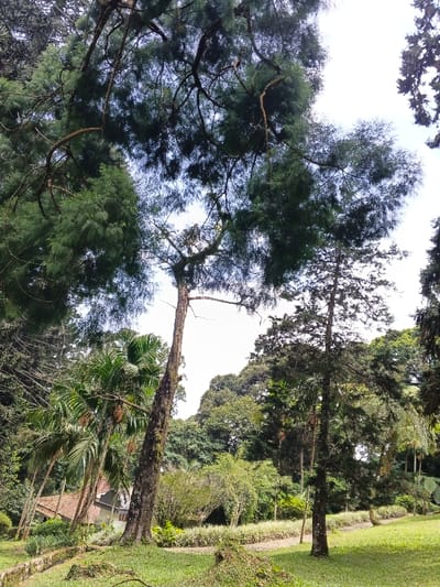 Lush greenery fills the frame, dominated by tall trees with dense canopies reaching toward the sky. Sunlight filters through the leaves, creating a dappled effect on the ground. Palm trees and other tropical plants add to the scene's biodiversity. A building is seen partially obscured behind the foliage. A path winds through the landscape. The scene conveys a sense of tranquility and natural beauty.