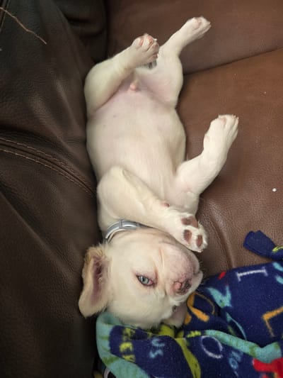 A white puppy lies on its back on a brown leather couch, with a colorful blanket to its right. The puppy is a French Bulldog mix, with cream-colored fur, blue eyes, and pink paw pads with dark spots. It appears to be sleeping or resting comfortably, with its legs splayed out and its head tilted back. The blanket is blue with a pattern of yellow, green, and red symbols, possibly letters or shapes. The couch has a textured surface, with visible stitching in some areas. The lighting suggests it is daytime, and the indoor setting implies a domestic environment in Sarasota, United States. The overall mood is one of relaxation and cuteness.