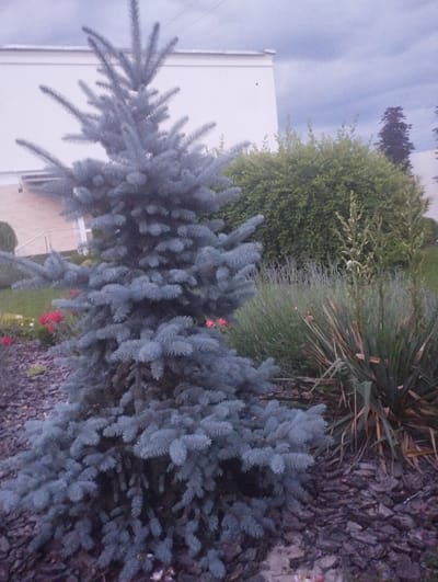 The image shows a front yard landscaping scene in Berdychiv, Ukraine. The foreground features a blue spruce tree, its needles a striking blue-grey color, with dark brown mulch covering the ground around its base. Behind the spruce, a dense green hedge forms a backdrop. To the right, a cluster of tall, dry grass-like plants with thin, pointed leaves stands out, some with delicate, pale green flower spikes. In the background, a portion of a white building with a light-colored roof is visible, along with a staircase leading up to an entrance. The sky is overcast with dark, heavy clouds, suggesting a possibility of rain or recent precipitation. The lighting is dim, indicating it is likely late afternoon or early evening, or simply a very cloudy day. The overall mood is somewhat somber and muted due to the overcast sky and cool color palette. No people or text are visible in the image.
