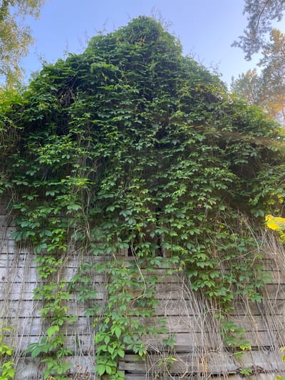 The image shows a close-up view of an old wooden structure, possibly a barn or shed, almost entirely covered by dense green vines and vegetation. The wooden planks are weathered and gray, some appearing aged and slightly damaged. The vines, with their many-lobed green leaves and thin tendrils, drape heavily over the structure, creating a lush, overgrown appearance. Several dry, brown stalks of dead vegetation are interspersed with the green growth, particularly towards the bottom. A small, dark opening, possibly a window or vent, is visible through the foliage on the upper part of the structure. The sky above is a clear, light blue, with the tops of trees visible in the upper left and upper right corners, suggesting an outdoor, natural setting, likely in or near a rural area. The lighting suggests it is daytime, with some sunlight illuminating the vegetation. The image depicts a scene of nature reclaiming a man-made structure in a rural environment, characteristic of the landscape found in the Пратасевіцкі сельскі Савет region of Belarus.