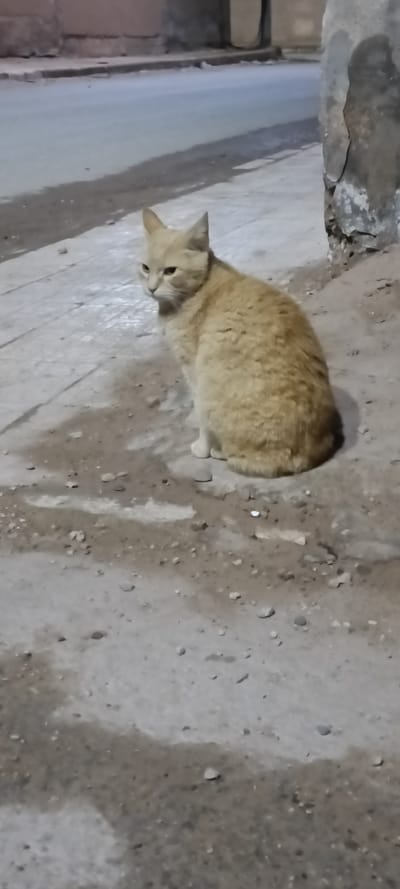 An eye-level, full-shot photograph captures a light orange or cream-colored domestic cat sitting on a rough, patchy ground surface. The cat is positioned in the lower-middle of the frame, facing slightly left, with its head turned to look off-camera. Its ears are perked, and its eyes appear somewhat squinted, conveying a calm or observant expression. The cat's fur is dense, and its body is compactly seated, with front paws tucked and tail curled around itself.

The ground beneath the cat is a mix of light grey concrete or dirt, exhibiting darker, possibly wet, patches and scattered small pebbles. In the background, to the left, there is a dimly lit asphalt road or pathway with a discernible curb. To the right, a textured, light-colored wall or column shows signs of wear and erosion.

The overall lighting is dim, suggesting dusk or nighttime conditions, likely under distant artificial light sources. The cat is simply resting. There is no visible text in the image. The scene is set in Ghardaia, Algeria.