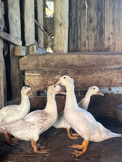 Four white ducks are gathered in a pen made of rough wooden planks, a rustic structure that appears to be in a rural setting, possibly in Большой Гондыр, Russia. The ducks, with their orange feet and beaks, are standing on dark, dirt-like ground, some of them facing each other. The background is composed of weathered wooden beams and planks, with some natural light filtering through gaps, illuminating the scene. The environment suggests an outdoor enclosure, perhaps a farmyard or coop.