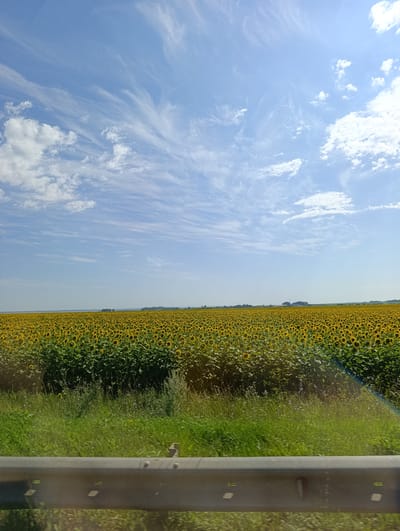 The image depicts a vast field of sunflowers under a bright blue sky with scattered white clouds. The sunflowers are in full bloom, their yellow heads facing towards the sun, creating a vibrant and expansive floral landscape. The field stretches to the horizon, where it meets a distant tree line and hints of structures, suggesting a rural or agricultural setting. In the foreground, a grassy verge borders the field, with a metal guardrail running horizontally across the bottom of the frame, implying the image was taken from a moving vehicle, possibly on a roadside. A subtle rainbow effect is visible towards the right side of the image, likely caused by light interacting with the camera lens or moisture in the air. The scene is dominated by natural elements: the expansive sky and the dense field of sunflowers, conveying a sense of rural tranquility and natural beauty in the area of Cheremshan, Russia.