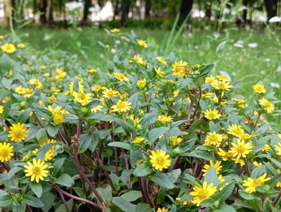This is a medium-shot, eye-level, photograph of a dense cluster of small, bright yellow flowers with green foliage in an outdoor setting. The flowers have ray florets that are slightly pointed and a central disc composed of tiny disk florets. The leaves are ovate and have a slightly rough texture. The stems of the plants are thin and reddish-brown. The background is blurred, showing green grass and the indistinct shapes of trees, suggesting a park or garden environment. Some small white flowers are visible in the further background. The lighting suggests it is daytime, possibly overcast or dappled sunlight, as there are no harsh shadows. The scene is peaceful and natural. No people, objects, or visible text are present. The location is specified as Ruda Śląska, Poland.