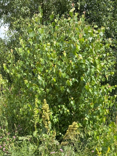 A full shot of a lush green tree with vibrant leaves and a dense canopy stands prominently in the center of the frame. The tree is surrounded by a variety of undergrowth, including tall grasses, small purple flowers, and plants with large, yellowish seed heads. The scene appears to be an outdoor natural environment, possibly a park or a field, in the city of Novy Kiner, Russia. The lighting suggests it is daytime, with sunlight illuminating the foliage. There are no people or animals visible in the image. The overall impression is one of abundant vegetation and a thriving natural ecosystem.