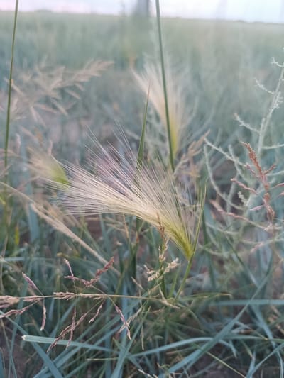 The image shows a close-up view of wild grass in an outdoor environment. The focus is on a feathery seed head of grass, which is light in color and has long, thin awns. The background consists of other grasses and foliage, appearing slightly blurred and in shades of green and muted earth tones. The overall lighting suggests it might be during dawn or dusk, with a soft, diffused light. There are no people or man-made structures visible in the frame. The scene depicts a natural setting, likely a field or uncultivated area. The location is stated to be in the city of Қараөткел, Kazakhstan.