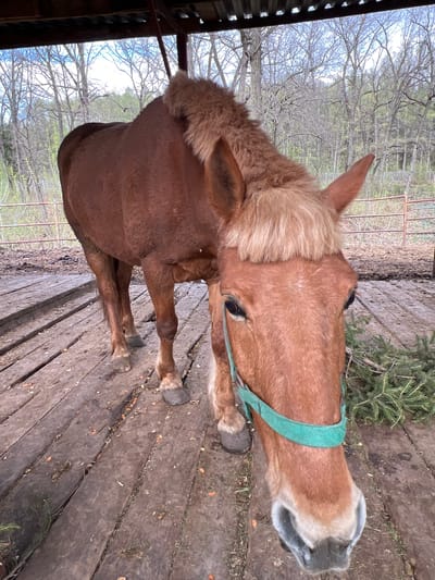 A light brown horse stands on a wooden plank surface, captured from an overhead perspective with the image rotated 90 degrees clockwise. The horse has a lighter, almost blonde, mane and forelock, and is wearing a green halter. Its muzzle appears greyish. Its eyes are visible, reflecting a calm demeanor.
The wooden planks beneath the horse show signs of wear and contain scattered bits of debris, including small orange specks and some green plant matter, possibly pine needles or small evergreen branches, particularly near the horse's head.
In the background, beyond the wooden structure, numerous bare deciduous trees are visible under a bright, overcast sky, suggesting late winter or early spring. A metal fence or gate can be seen through the trees on the right side of the frame. The scene is outdoors, likely an enclosure or stable area. No people or visible text are present. The lighting indicates it is daytime.