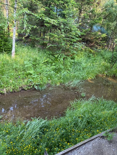 The image shows a natural scene in Bol'shaya Rechka, Russia, featuring a narrow, shallow body of water surrounded by lush green vegetation. The water appears murky and reflects the surrounding trees and sky. Dense foliage, including tall grasses, ferns, and various leafy plants, lines the banks of the watercourse. Small yellow flowers are scattered throughout the green undergrowth, particularly in the foreground. In the background, a dense forest of coniferous and deciduous trees creates a natural backdrop, with glimpses of what appear to be structures or buildings partially obscured by the trees. A wooden plank or boundary is visible in the lower right corner, suggesting the edge of a path or man-made area adjacent to the natural environment. The overall impression is one of a serene, untamed landscape.