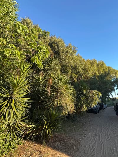 The landscape showcases a vibrant mix of vegetation under a clear blue sky. Sharp, spiky yucca plants dominate the foreground, contrasting with the softer, rounded foliage of various trees. To the right, a dirt road with tire tracks suggests vehicular activity, and parked black off-road vehicles sit further up. The scene captures a sunny day with a blend of natural and human elements.