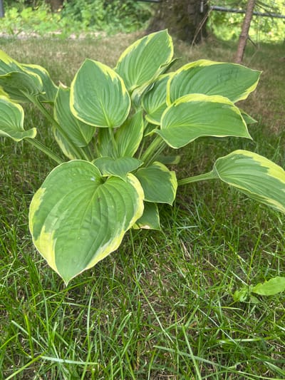 This media file features a top-down view of a hosta plant with variegated green and yellow leaves, growing amongst green grass. The hosta's large, ovate leaves have a glossy surface, with prominent parallel veins. The edges of the leaves are irregularly bordered with a lighter yellow-green color. The plant is centrally located, with a portion of a tree trunk and out-of-focus green foliage visible in the upper left corner, suggesting an outdoor garden setting. The grass surrounding the hosta is a vibrant green, with some dry brown blades mixed in. A single, small insect is visible on one of the hosta leaves. The lighting suggests it is daytime, likely overcast or in partial shade, as there are no harsh shadows. The image appears to be taken in a natural outdoor environment, possibly a backyard or park in Минзаг, Russia. No text is visible in the media file.
