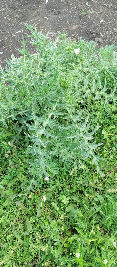 This media file captures a close-up, eye-level view of a patch of wild vegetation in Khusainovo, Russia. The primary subject is a spiky, leafy plant with deeply lobed, green leaves, appearing somewhat thorny. This plant dominates the center of the frame, with its textured foliage creating a dense canopy. Scattered amongst the larger plant are smaller, varied green plants and grasses, some with tiny white flowers. The ground visible at the top of the image is composed of dark soil with small stones and pebbles, suggesting an outdoor, uncultivated area, possibly a roadside or field edge.
There is no visible text. The lighting suggests it is daytime, with no strong shadows indicating a specific time, though the overall brightness hints at natural daylight. The weather appears calm, as there are no signs of wind affecting the foliage. The focus is on the botanical details of the plants, showcasing their natural textures and forms within their earthy environment. The scene conveys a sense of natural growth and the wild beauty of the local flora.