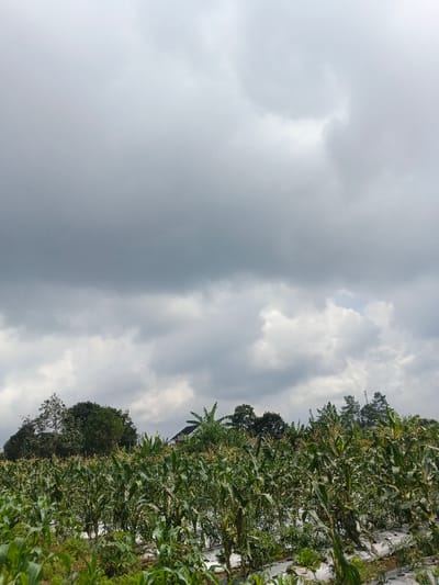 A landscape features a cornfield in the foreground. Rows of cornstalks stand tall against a backdrop of trees and a cloudy sky. The sky is overcast with layers of grey clouds obscuring the sunlight. White plastic mulch covers the ground between the rows of corn, and smaller plants grow in the foreground, adding to the scene's agricultural feel.