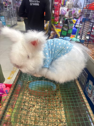 A fluffy white rabbit wearing a light blue polka-dotted dress is positioned inside a cage with a green wire mesh. The cage is filled with wood shavings. A blue food or water dish is also visible. In the background, out of focus, there is a person wearing a black shirt and a shelf stocked with various items. The scene appears to be in a pet shop. The location is Villa El Salvador, Peru.