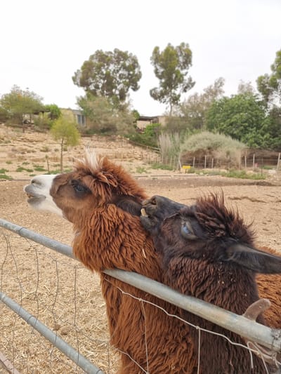 Two llamas are nuzzling each other over a fence in Mizpe Ramon, Israel. One llama is predominantly brown-black with a blue eye, resting its head on a red-brown llama with a white patch on its face. The fence is made of metal poles and wire mesh. The background features dry terrain, trees, and buildings.