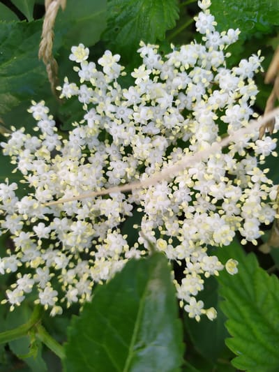This is a close-up, overhead shot of a cluster of small white flowers with yellow centers, likely elderflowers. The flowers are densely packed and form a frothy, somewhat irregular bloom. A thin, light-colored stalk or stem runs vertically through the center of the flower cluster. The background is dominated by blurred green leaves, some of which appear to be wet, suggesting recent rain or dew. The lighting is natural and appears to be daytime, possibly morning or late afternoon, given the soft illumination. There are no people or text visible in the image. The setting appears to be a natural outdoor environment, consistent with a garden or wild area in Turka, Ukraine. The overall mood is peaceful and natural, highlighting the delicate beauty of the flora.