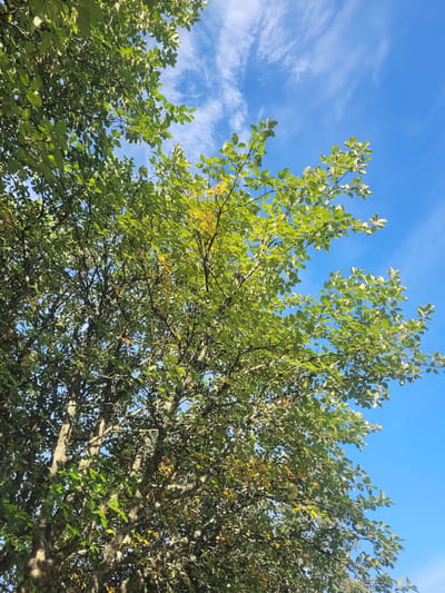 A low-angle shot looks up through the branches of a mature deciduous tree with green and some yellowing leaves against a bright blue sky with wispy white clouds. The bark of the tree is textured and mottled with lichen. The scene appears to be from a park or natural area, possibly in Gävle, Sweden, given the clear blue sky and commonality of such trees in the region. There are no people or animals visible. The lighting suggests it is daytime, likely late morning or afternoon, with sunlight filtering through the canopy.
