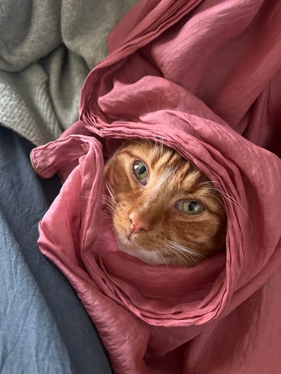 A domestic cat, specifically an orange (ginger) tabby, is depicted in a close-up, portrait-oriented shot. The cat's head and upper chest are visible, nestled within a voluminous mass of salmon-pink, satin-like fabric. The cat's fur is predominantly orange with darker tabby stripes visible on its forehead. Its eyes are open, displaying an olive-green or hazel iris with vertically elliptical pupils. A pink nose pad is visible, along with white fur on its chin and prominent white whiskers extending laterally. The cat's gaze is directed slightly upward and to the viewer's left. The pink fabric, characterized by numerous soft folds and a subtle sheen, engulfs most of the cat's body. In the upper left background, a section of a light grey, coarse-knit textile is visible. Below that, in the lower left quadrant, a dark grey or dark blue plain-weave fabric is partially visible. The scene is consistent with an indoor domestic environment. The image does not contain visual information to determine the specific location within Worthing, United Kingdom.