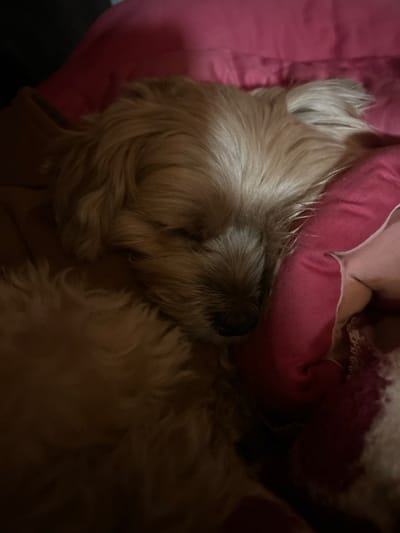 A close-up, dimly lit, medium shot captures a small, light-brown dog sleeping. The dog is curled up, with its face nestled into a pink blanket. Its eyes are closed, and its fur is shaggy. The background is predominantly the pink blanket, with hints of other bedding or fabric in darker tones. The scene appears to be indoors, possibly a bedroom. There is no indication of the location in the city of Московский Литератор Снт, Russia.