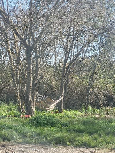 The scene, located in Ανδραβίδα, Greece, depicts an outdoor environment under a clear, light blue sky. In the mid-ground, a fabric hammock, horizontally striped in multiple muted colors (including beige and light brown tones), is suspended between the trunks of two prominent deciduous trees. The hammock appears empty. Surrounding these trees and extending into the background is a dense area of additional deciduous trees and entangled undergrowth, most of which are bare or exhibiting very sparse foliage. The ground beneath the trees and extending into the mid-ground is covered with lush green grass and various low-lying plants. Several small, reddish-orange objects are visible on the ground amidst the greenery near the base of the leftmost tree supporting the hammock. The immediate foreground consists of a patch of lighter-colored ground, possibly earth or gravel, transitioning into the green vegetation. No individuals are present in the scene, and no actions are depicted.