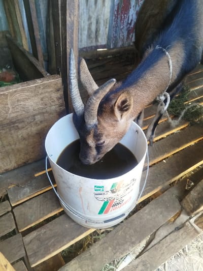A brown goat with curved horns and dark brown fur is depicted drinking a dark liquid from a white plastic bucket. The bucket features partial branding, including "Castrol" and "CRB" logos. A white rope is tied around the goat's neck. The scene takes place within a structure, showing a slatted wooden floor beneath the goat and bucket. In the background, a weathered wooden structure and a corrugated metal wall with red paint and rust are visible. The setting is located in Naivasha East ward, Kenya.