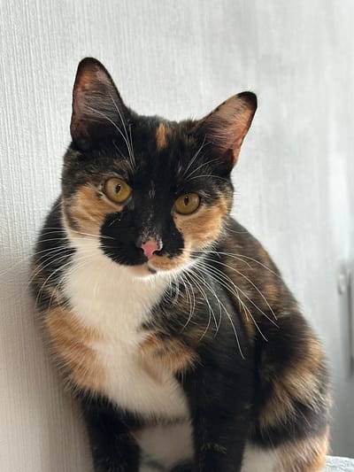 A calico cat is lying on its back on a light-colored surface, possibly a floor. The cat is facing the camera, with its head tilted slightly to the right. Its eyes are open and appear to be a bright yellow-green. The cat has a white chest and paws, with patches of black and orange fur across its body. Its nose is pink, and it has long, white whiskers. The background is out of focus, but it appears to be an indoor setting. The lighting suggests it is daytime.