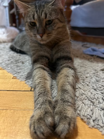 A tabby cat lies stretched out on a rug in what appears to be a domestic setting. The cat's front paws are extended forward, and its body is facing the camera. The cat's fur is a mix of brown and black stripes. The rug is light gray and has a shaggy texture. In the background, there is a wooden floor and a blurry image of furniture. There are no visible signs of Sofia, Bulgaria, or any specific urban context.