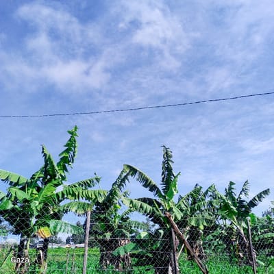 The image depicts an outdoor agricultural or rural scene in Bonyamaro ward, Kenya, characterized by tropical vegetation under a partly cloudy sky. The top approximately 60% of the frame shows a light blue sky with scattered, thin white clouds. A single, thin, dark horizontal line, consistent with an overhead power or communication cable, traverses the sky horizontally above the mid-point of the frame. In the lower portion of the image, a chain-link fence runs horizontally across the foreground, supported by wooden posts. One such post, braced diagonally, is visible towards the right-center. Immediately behind the fence, numerous green banana plants with large, elongated leaves are the dominant vegetation. The leaves exhibit varying conditions, with some appearing intact and others showing signs of wear or tearing along their edges. Green grass and low-lying vegetation are visible at the base of the fence and banana plants. No individuals or animals are present. The scene is brightly illuminated by daylight.