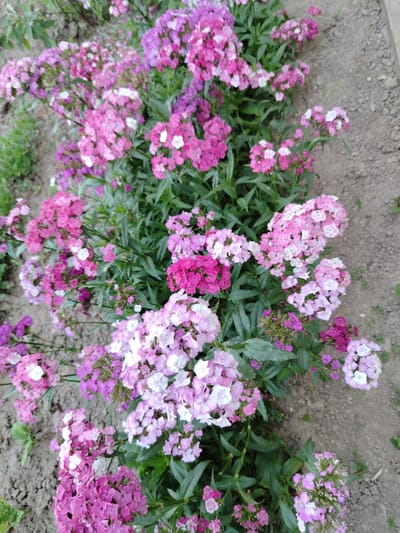 A vertical, medium shot captures a cluster of brightly colored Dianthus flowers, commonly known as Sweet William, growing in a garden bed. The flowers exhibit a range of pinks, from deep magenta to pale blush, with some featuring white centers. They are arranged in dense, rounded clusters atop slender green stems and foliage. The background consists of dry, sandy soil, suggesting an outdoor setting. The overall impression is one of a vibrant floral display in a natural, unmanicured environment. The image is taken from a slightly elevated perspective, looking down upon the flowers.