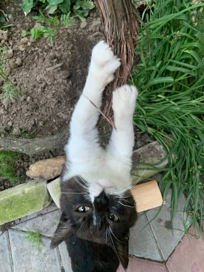 A black and white cat is hanging upside down from a rough, woody vine in an outdoor setting. The cat's front paws are gripping the vine, and its white furded legs are extended upwards. Its face is turned towards the camera, with green eyes and long white whiskers visible. The background consists of dark soil with some green vegetation, a patch of green grass, and some stone elements and paving stones on the ground. A small wooden block is also present near the cat. The scene appears to be in a garden or yard, possibly in the city of Lisove, Ukraine.